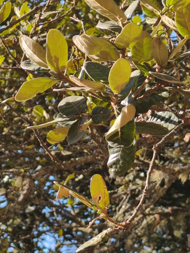 kharsu (Quercus semecarpifolia)