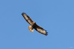 Buteo buteo