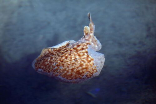 Gulf torpedo (Torpedo sinuspersici) — Torpedinidae