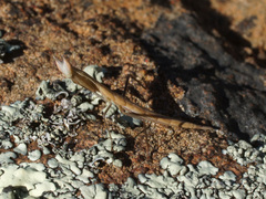 Episcopomantis chalybea