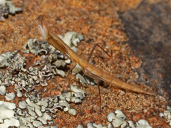 Episcopomantis chalybea