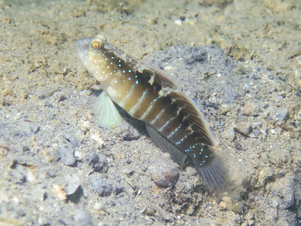 Bluespot Shrimpgoby