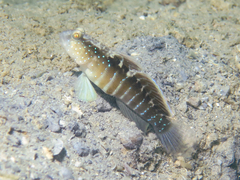 Bluespot Shrimpgoby photo 1