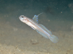 Larson's Shrimpgoby photo 5
