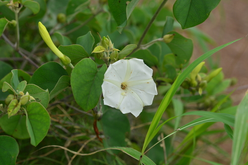 Image of Midnapore Creeper (Rivea hypocrateriformis) by no rights reserved