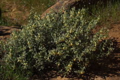 Hermannia johanssenii