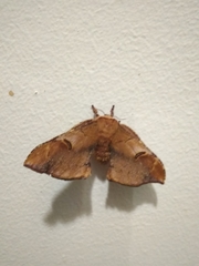 Goodia kuntzei