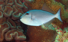 Xanthichthys auromarginatus