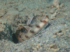 Beautiful-Cheek Shrimpgoby photo 4