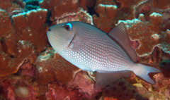 Xanthichthys auromarginatus