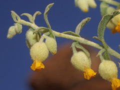 Hermannia johanssenii