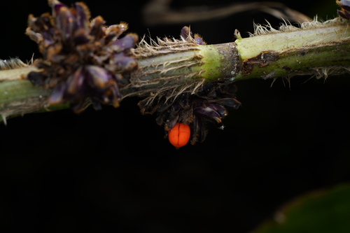 Amischotolype hispida observed 2025-12-13