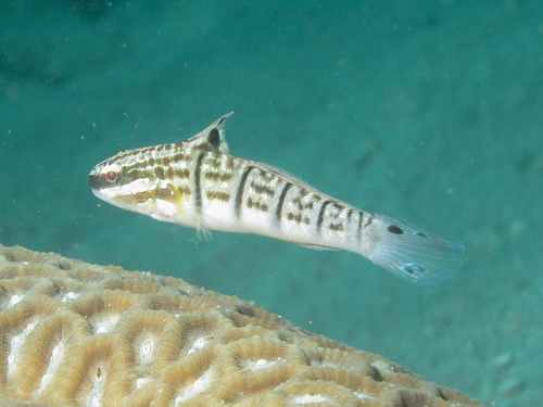 Banded goby (Amblygobius phalaena) — Gobiidae — 5