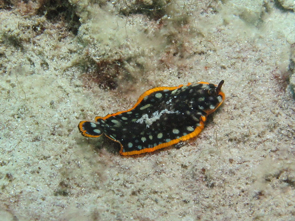 Spotted Sole