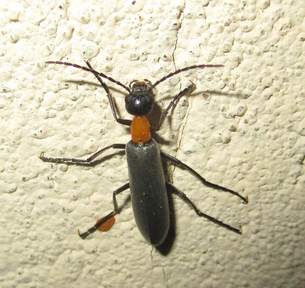 Lydomorphus strangulatus