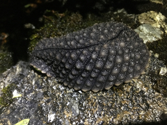 Pseudaneitea