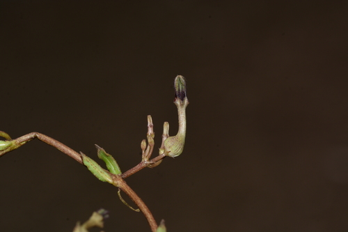 Ceropegia bulbosa