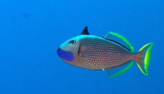 Xanthichthys auromarginatus