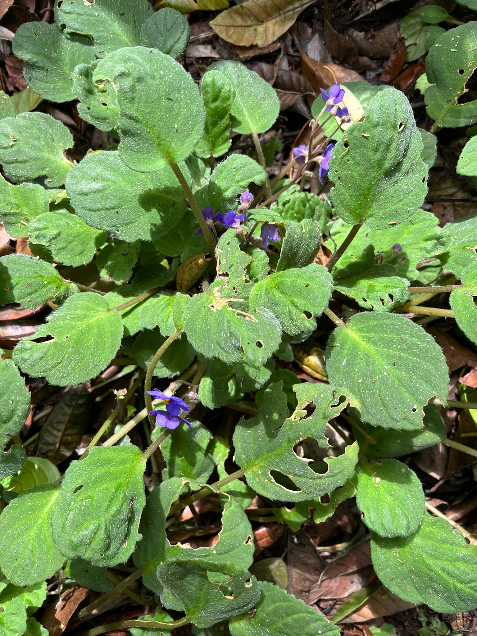 Streptocarpus Ionanthus (Streptocarpus ionanthus)
