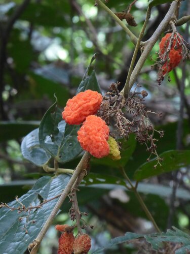 Agelaea borneensis observed 2026-01-07
