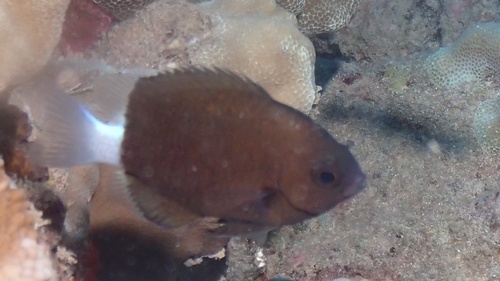 Chromis hanui observed 2026-01-08