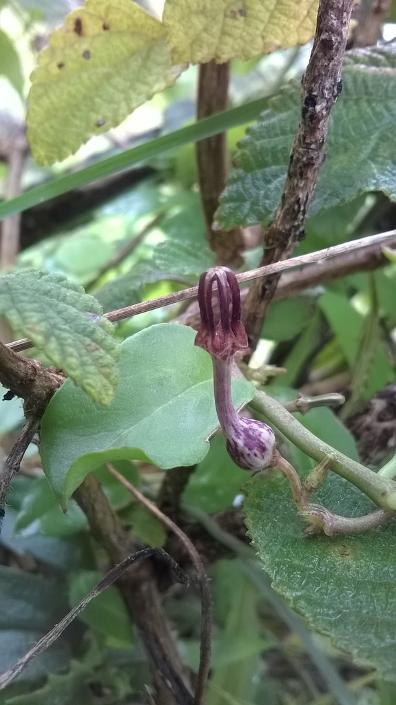 Ceropegia bulbosa, Degaon, Maharashtra 415004, India