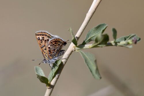 Chloroselas esmeralda