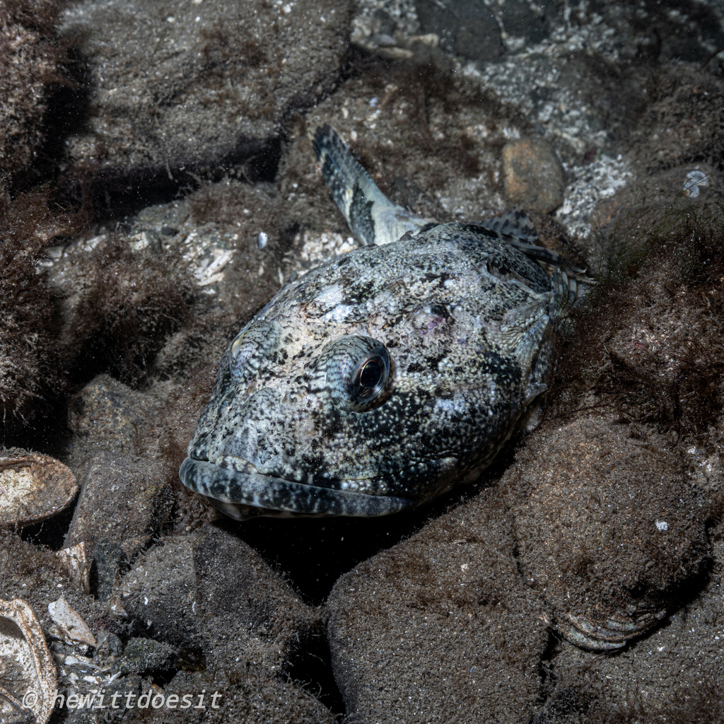 Great sculpin (Myoxocephalus polyacanthocephalus) — Cottidae