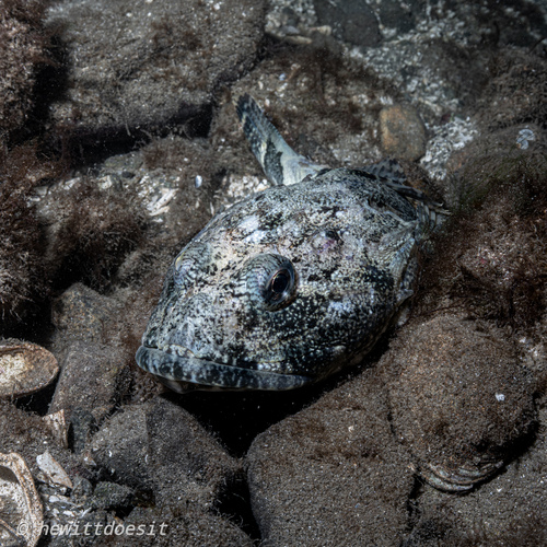 Great sculpin (Myoxocephalus polyacanthocephalus) — Cottidae