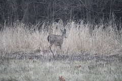 Odocoileus virginianus