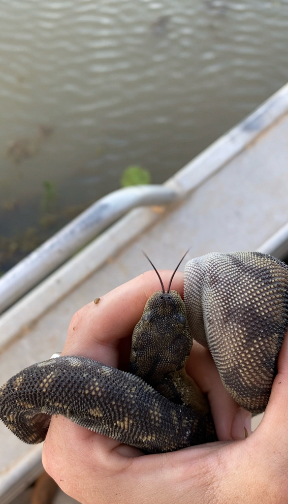File Snake Nt Arafura File Snake from Limmen, NT, AU on October 11, 2022 at 07:00 PM ...