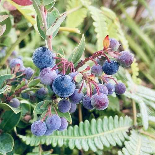 Vaccinium myrtoides, photograph 1