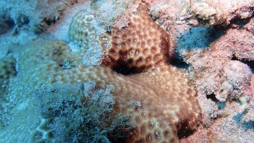 Leptastrea purpurea observed 2026-01-08