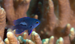 Pomacentrus brachialis