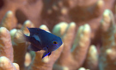 Pomacentrus brachialis