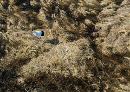 Red-crowned Crane