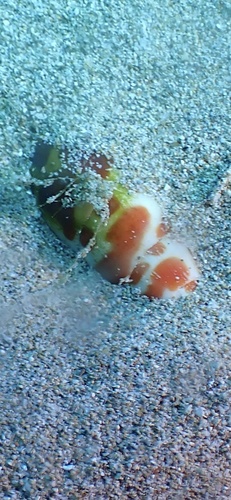 Mitra mitra observed 2026-01-08