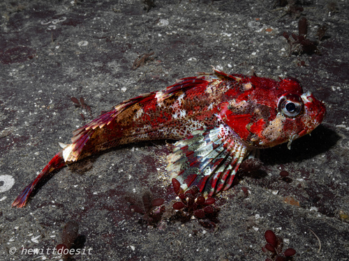 Red Irish lord (Hemilepidotus hemilepidotus) — Cottidae