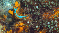 Thuridilla lineolata