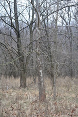 Platanus occidentalis