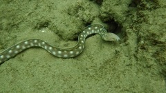 Myrichthys breviceps