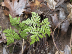 Pentagramma triangularis triangularis