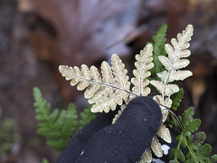 Pentagramma triangularis triangularis