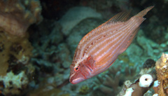 Pteragogus enneacanthus