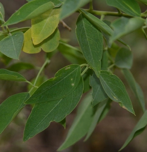 Image of Maerua Apetala (Maerua apetala) by no rights reserved