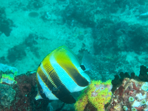 Highfin coralfish (Coradion altivelis) — Chaetodontidae — 5