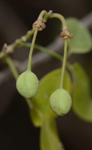 Image of Maerua Apetala (Maerua apetala) by no rights reserved