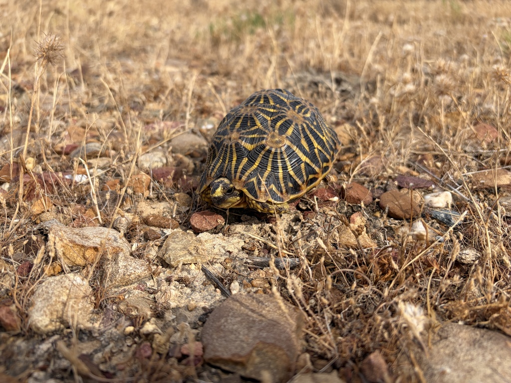 Geometric Tortoise in January 2026 by Diane Smith · iNaturalist