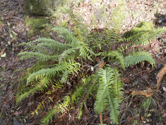 Polystichum imbricans curtum