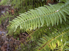 Polystichum imbricans curtum